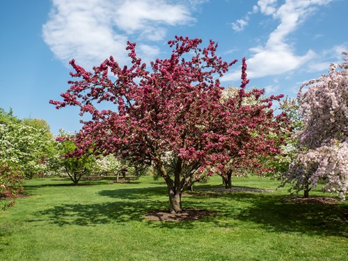 'Centurion' Flowering Crabapple
(May 12)